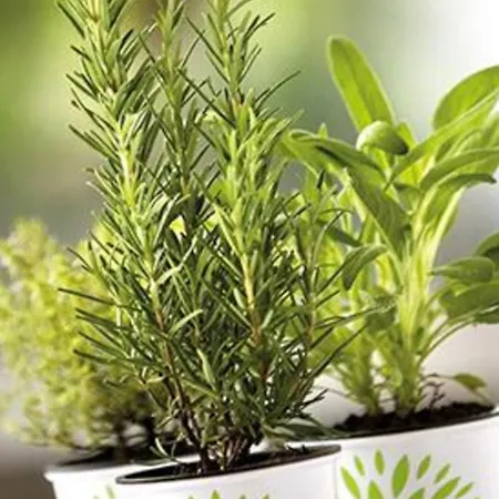 Farm stay Il Colletto *