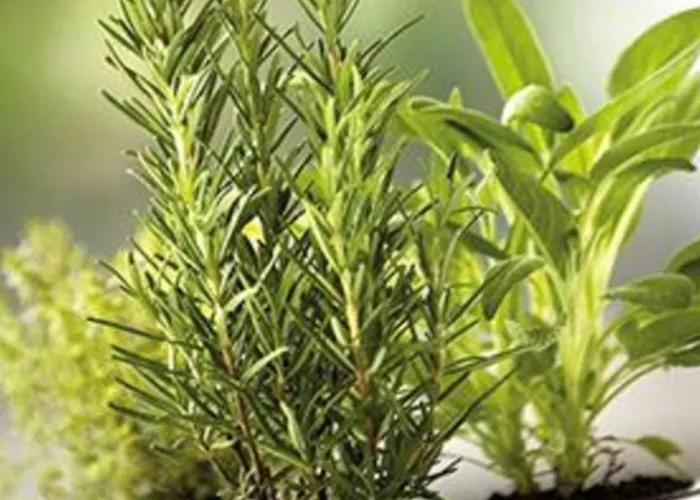 Séjour à la ferme Il Colletto Albenga