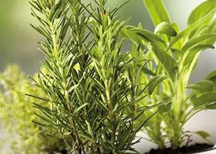 Фермерский дом Il Colletto *